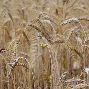 Organic Wheat Flour (Atta)