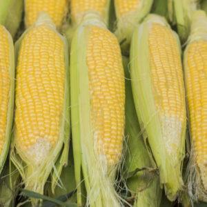 Organic Sweet Corn